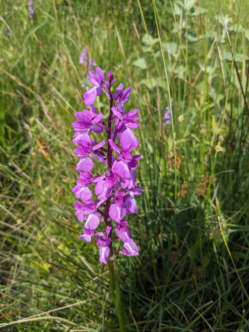 Anacamptis palustris bianca fra tante A. laxiflora, palustris e relativo ibrido.