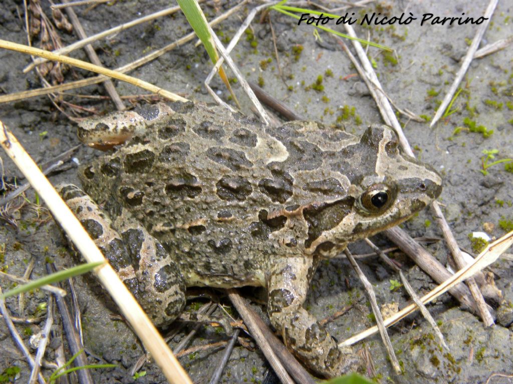 Ovature di Discoglossus pictus e habitat