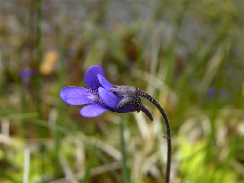 di che pianta si tratta? - Pinguicula sp.