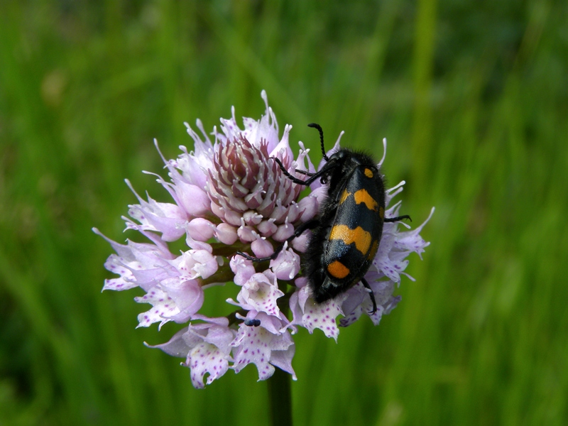 Traunsteinera globosa / Orchide dei pascoli