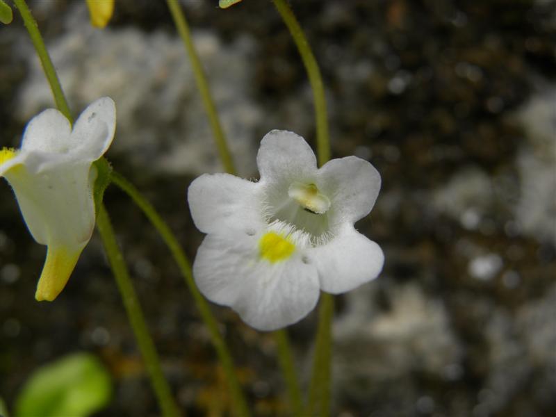 di che pianta si tratta? - Pinguicula sp.