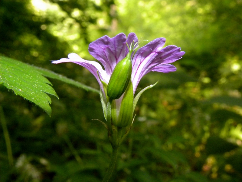 Geranium nodosum