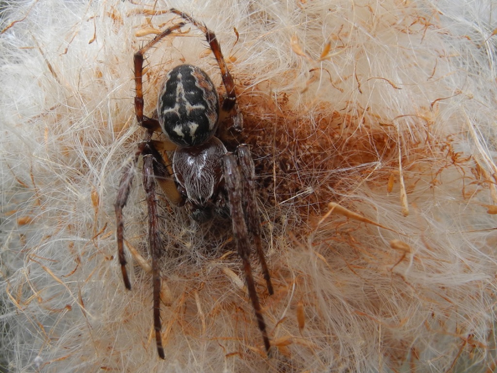 Maschio di Larinioides sp.  - Talmassone (UD)