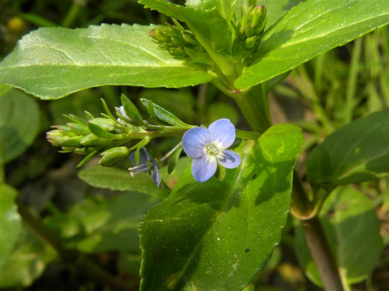 Veronica sp.