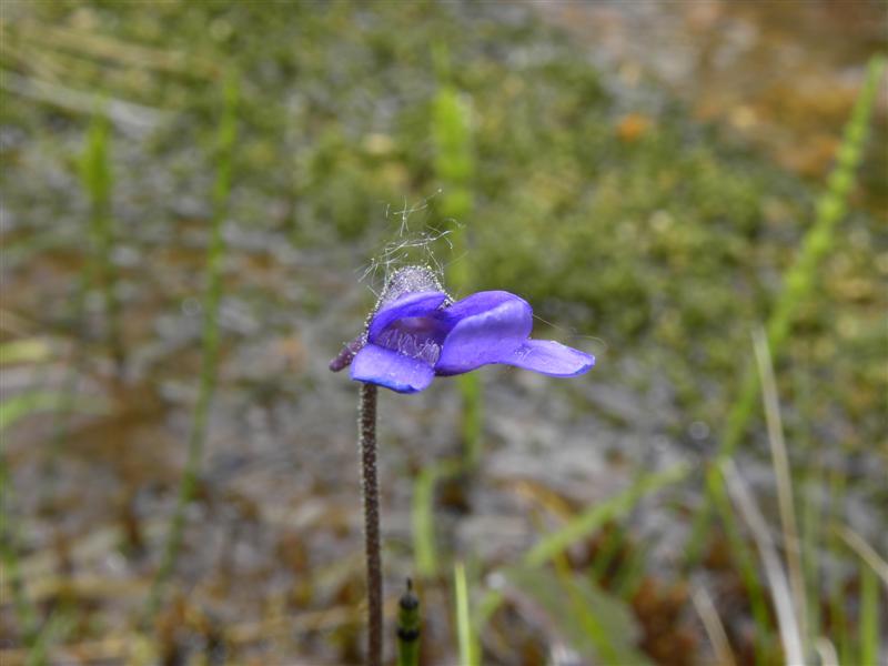 di che pianta si tratta? - Pinguicula sp.