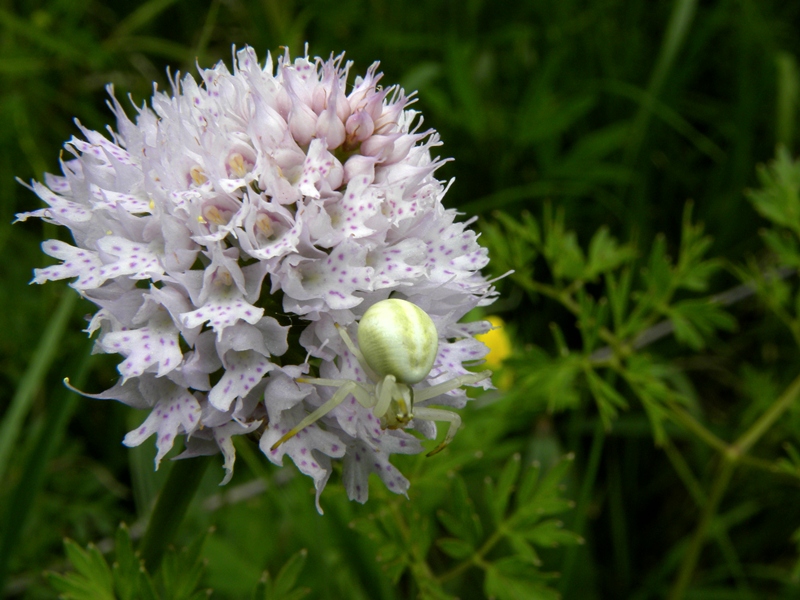 Traunsteinera globosa / Orchide dei pascoli