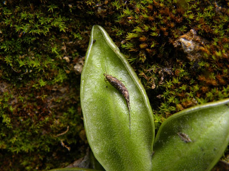 di che pianta si tratta? - Pinguicula sp.