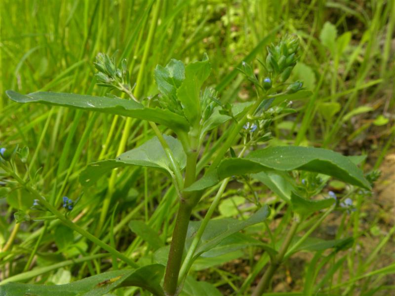 Veronica sp.