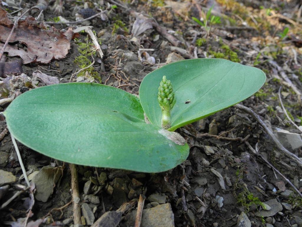 Ophrys sphegodes