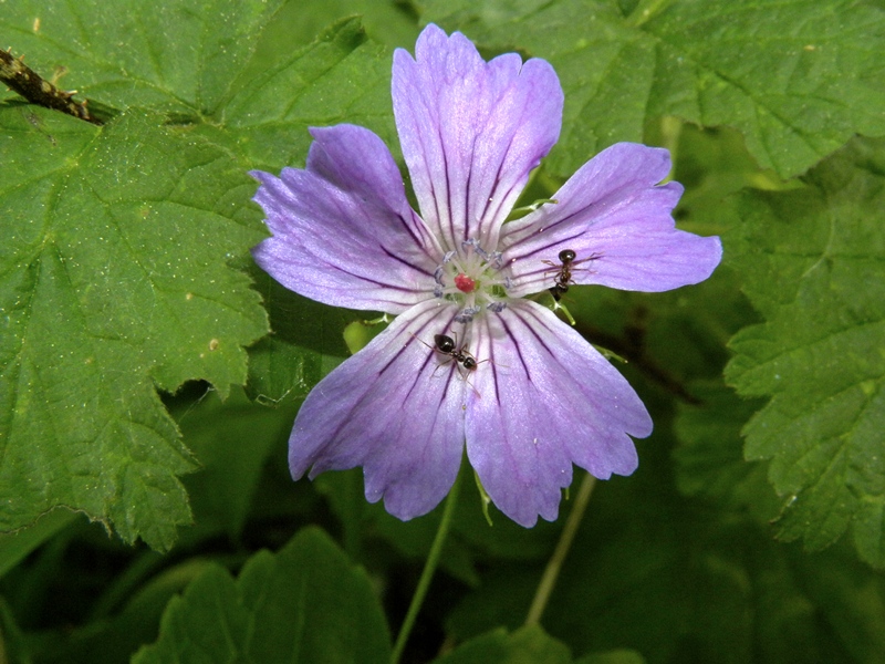 Geranium nodosum