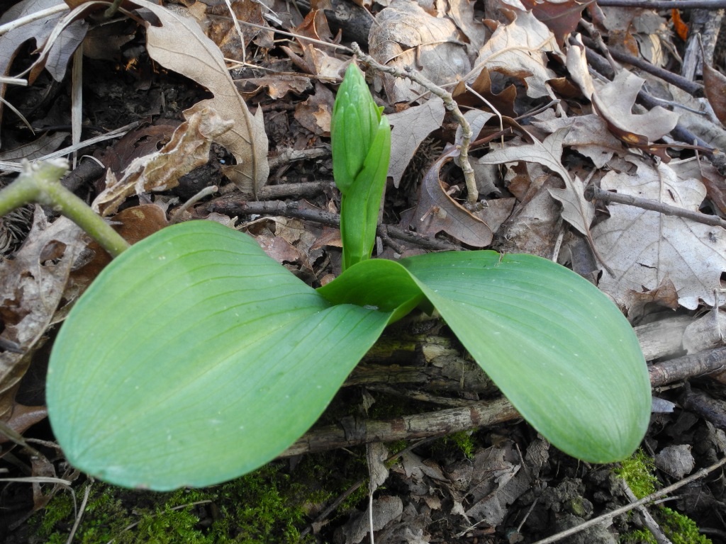 Ophrys sphegodes