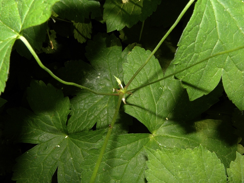 Geranium nodosum