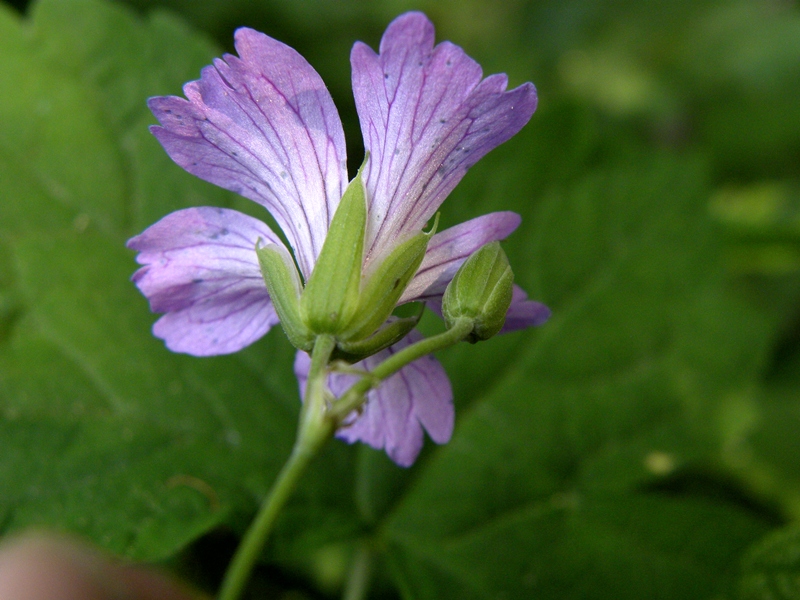 Geranium nodosum