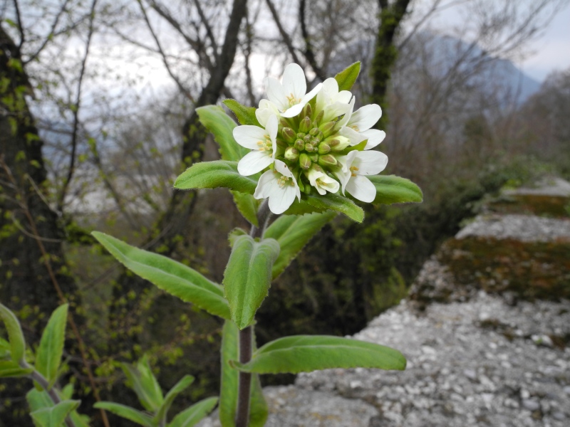 Pseudoturritis turrita (= Arabis turrita) / Arabetta maggiore