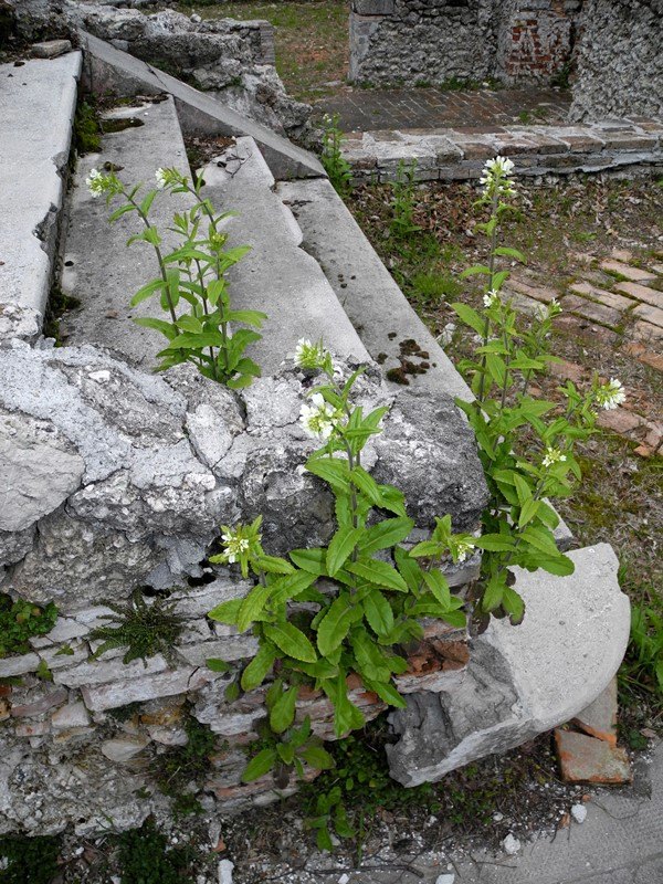 Pseudoturritis turrita (= Arabis turrita) / Arabetta maggiore