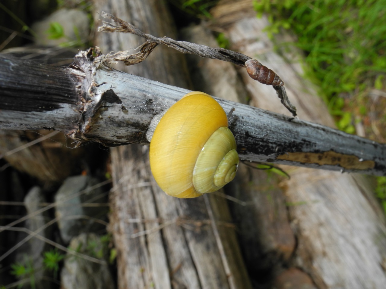 Chiocciola gialla da identificare