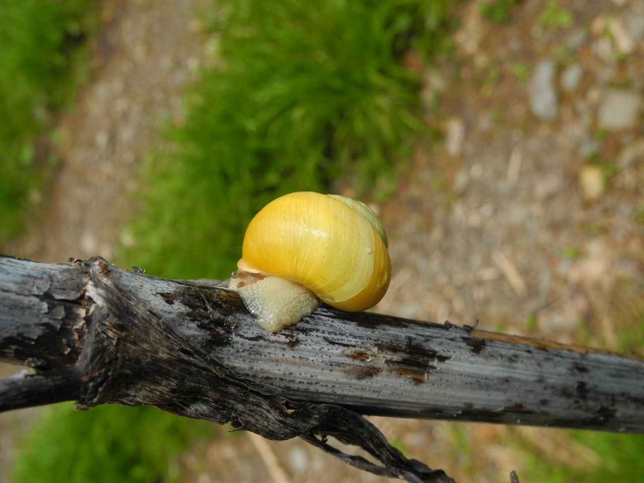 Chiocciola gialla da identificare