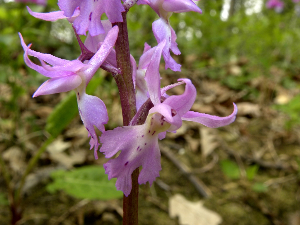 O. mascula subsp. speciosa (alias Orchis ovalis)