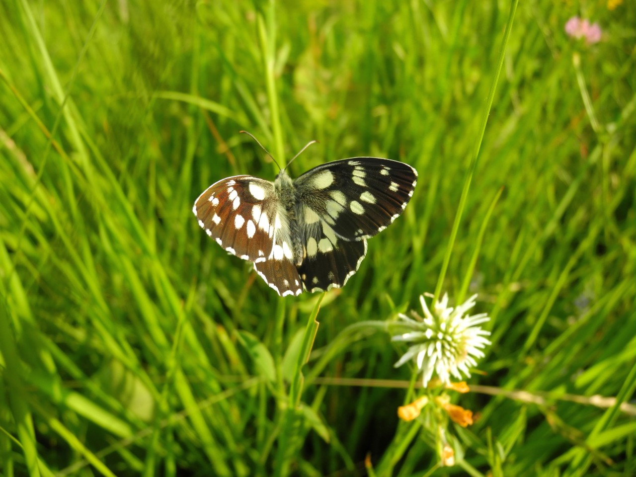 Quale farfalla? - Melanargia galathea