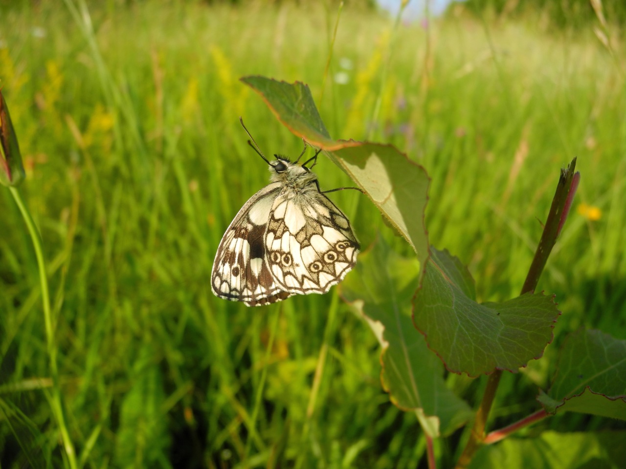 Quale farfalla? - Melanargia galathea