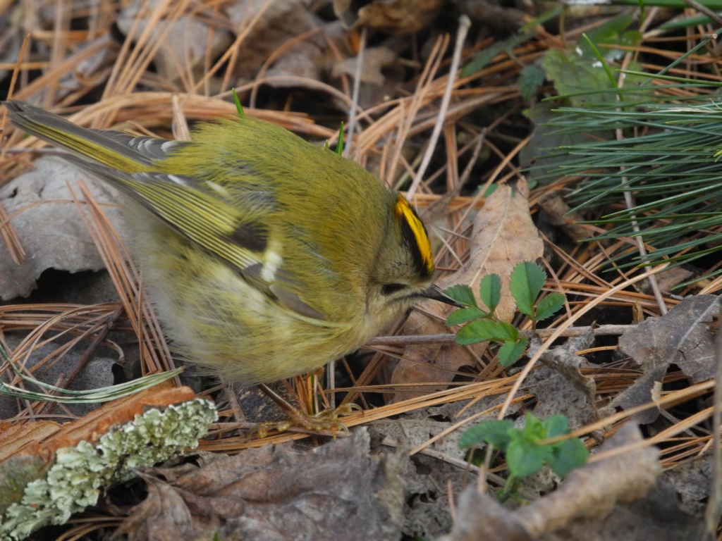 Regulus regulus (Regolo comune)