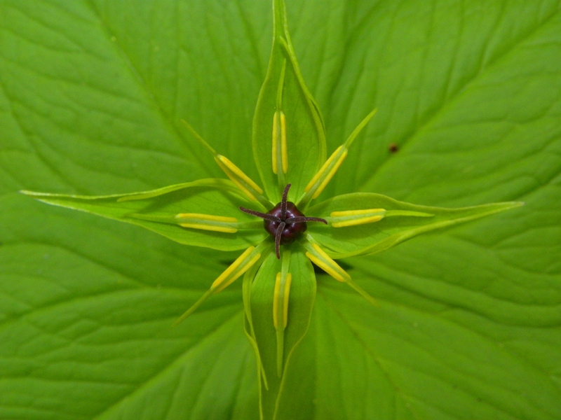 Monte Pa :  Paris quadrifolia