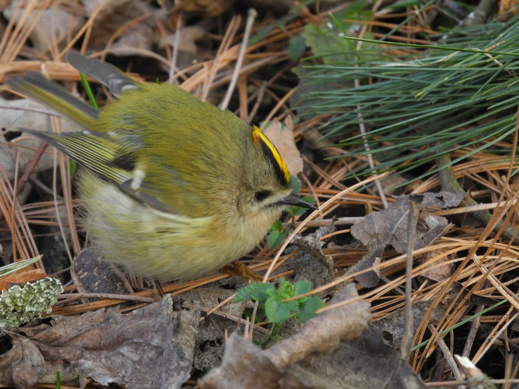 Regulus regulus (Regolo comune)