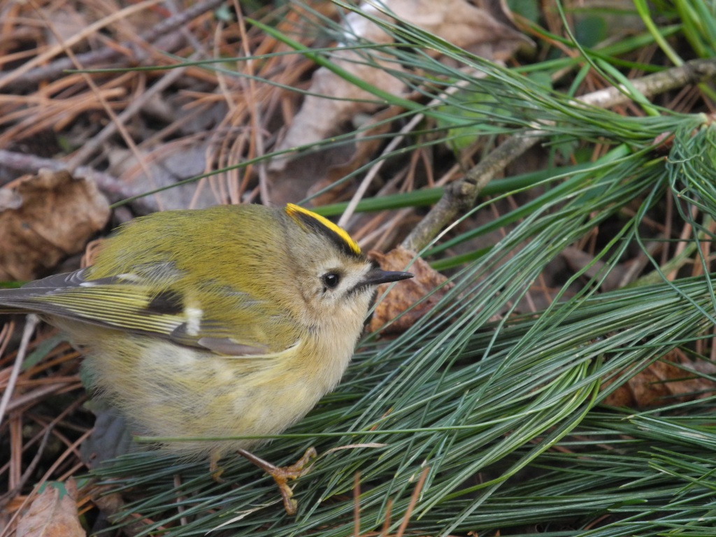 Regulus regulus (Regolo comune)