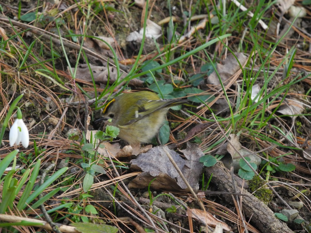 Regulus regulus (Regolo comune)