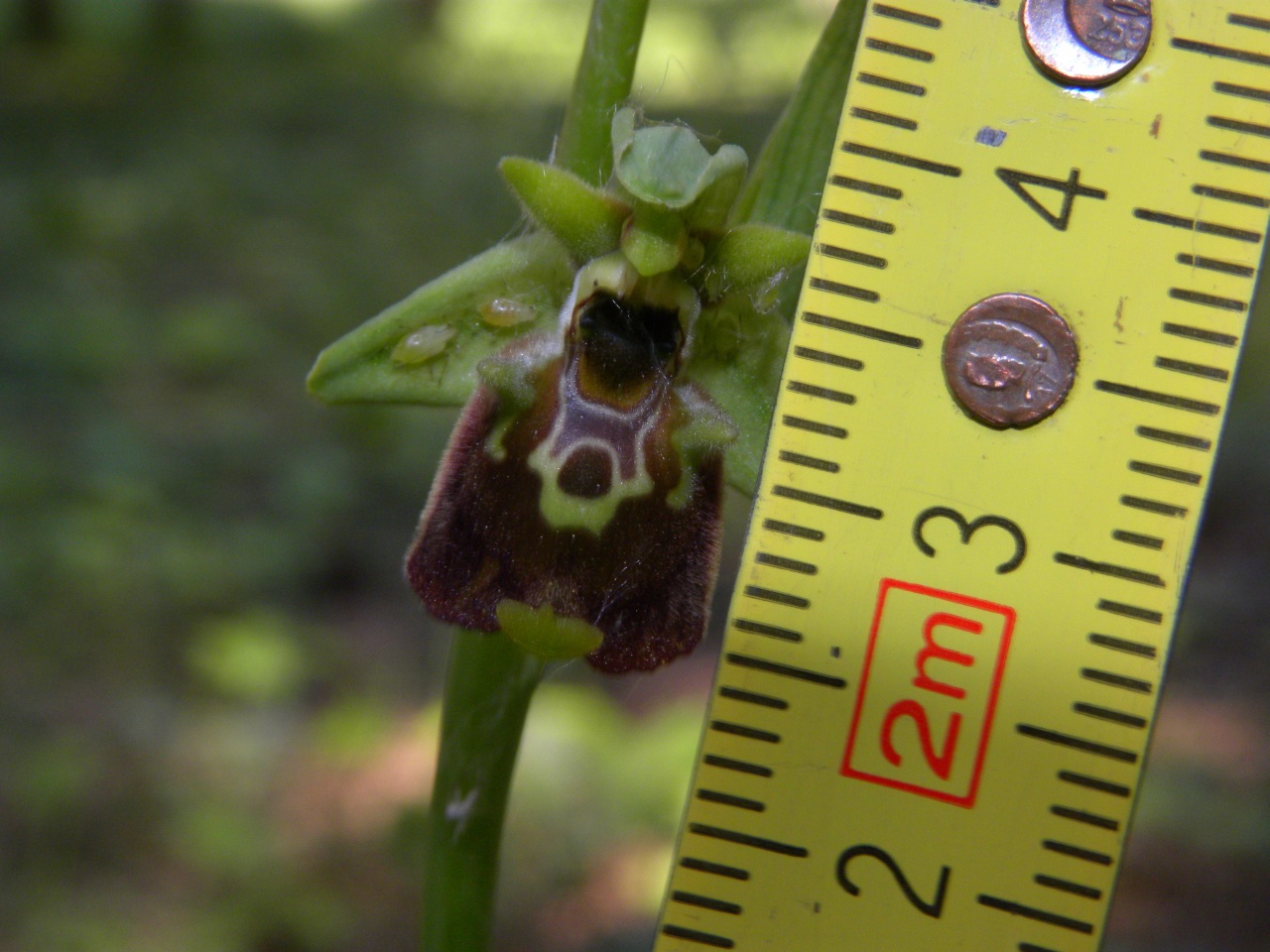 Ophrys untchjii