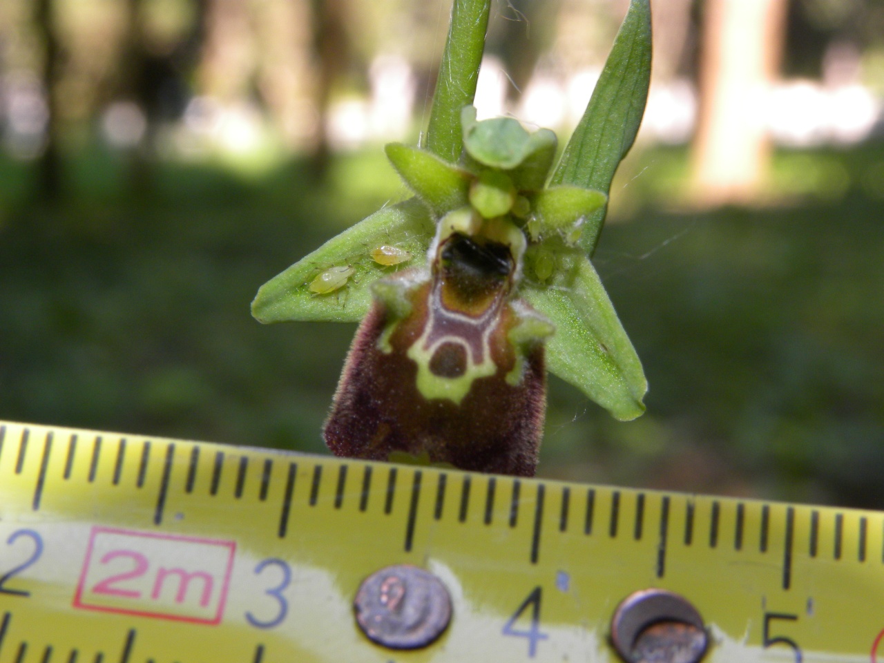 Ophrys untchjii