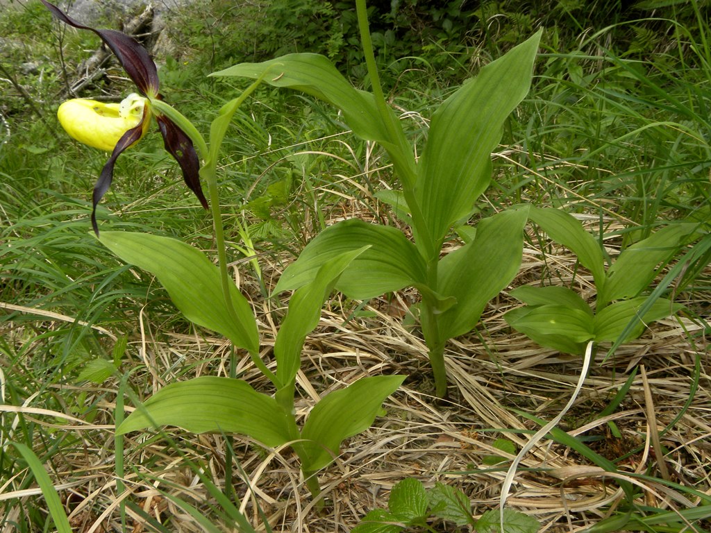 Cypripedium....No! Veratrum album