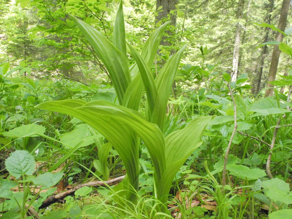 Cypripedium calceolus