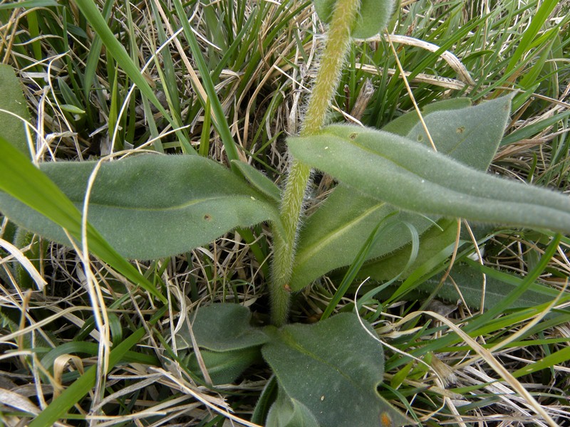 Pulmonaria australis - Boraginaceae