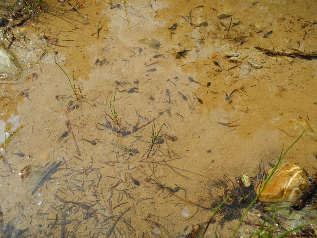 Natrix natrix ingolla un girino.