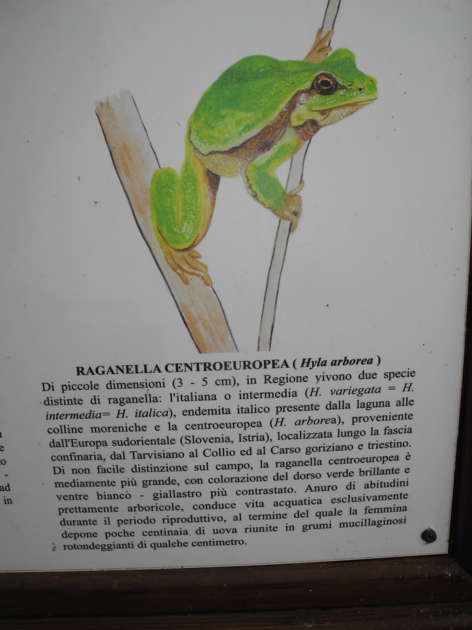 Hyla meridionalis - foto e canto