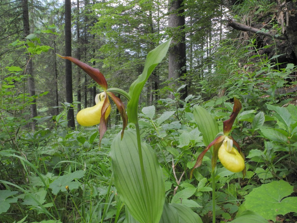 Cypripedium calceolus