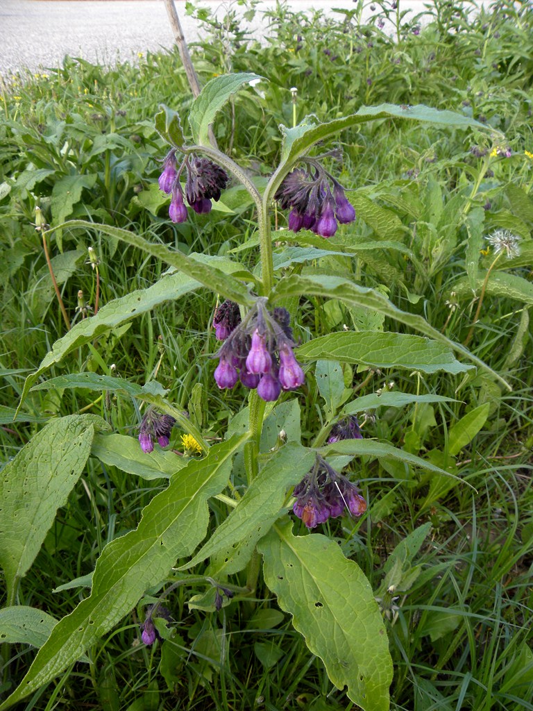 Symphytum officinale / Consolida maggiore