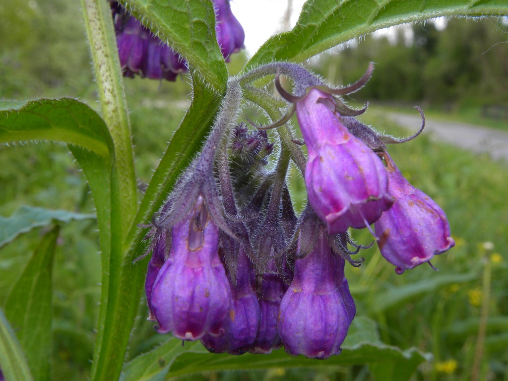 Symphytum officinale / Consolida maggiore