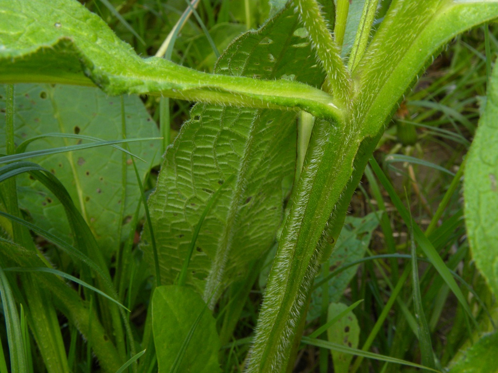 Symphytum officinale / Consolida maggiore