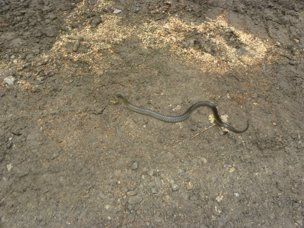 Assalito da un saettone.