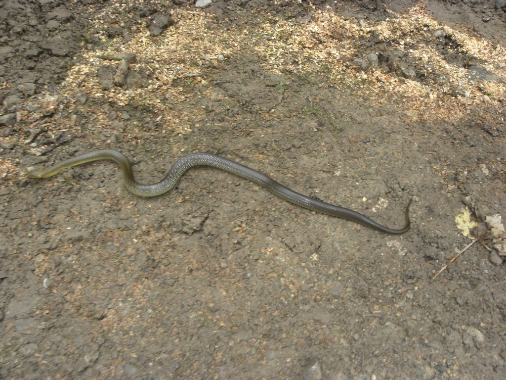 Assalito da un saettone.