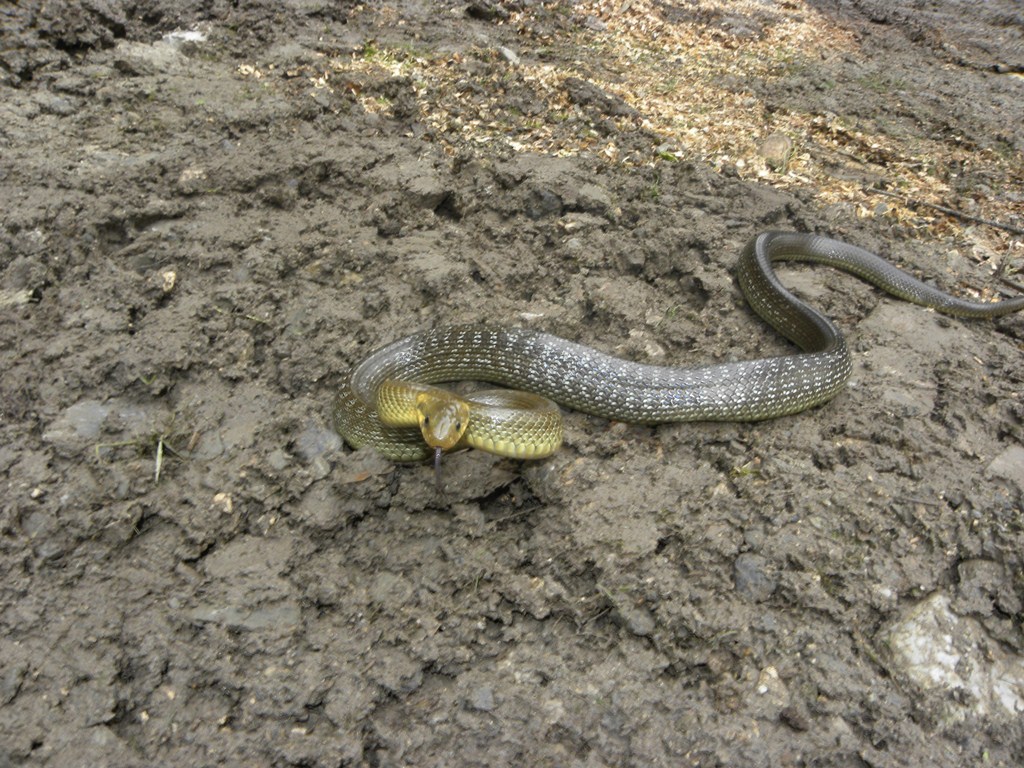 Assalito da un saettone.