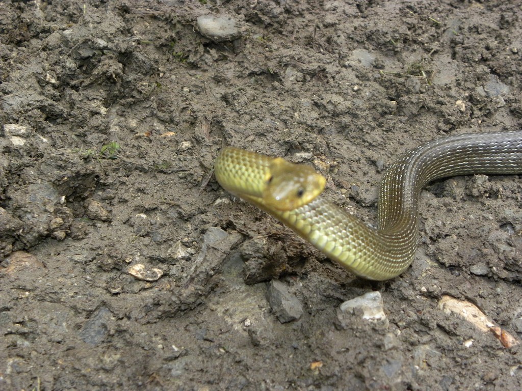 Assalito da un saettone.