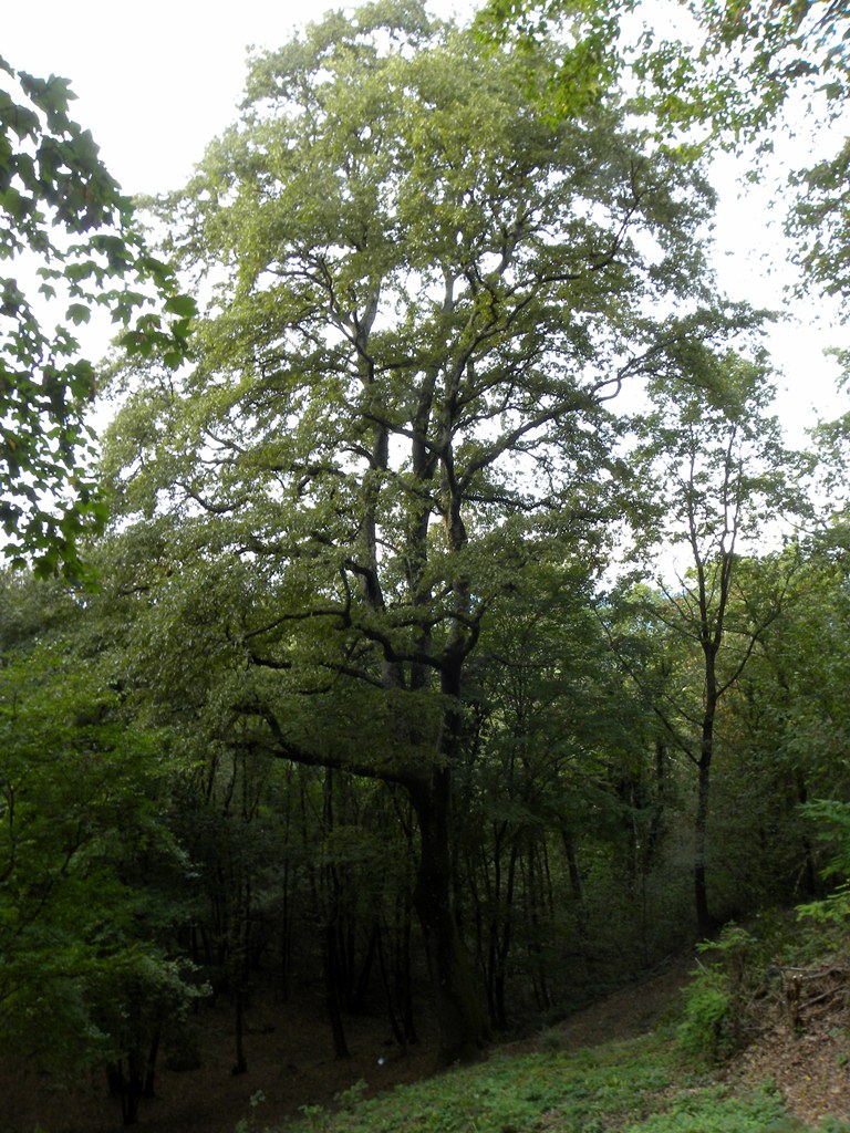 Cerro di Monte S.Biagio - Corno di Rosazzo (UD)