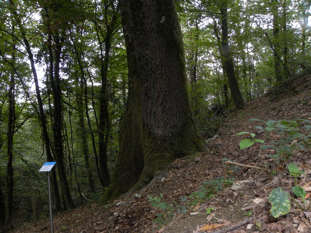 Cerro di Monte S.Biagio - Corno di Rosazzo (UD)