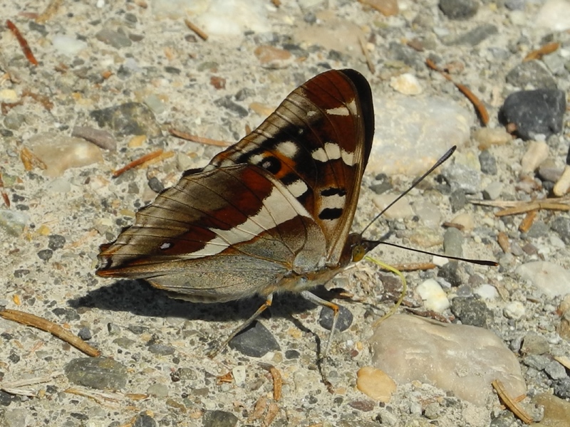 Limenitis populi?