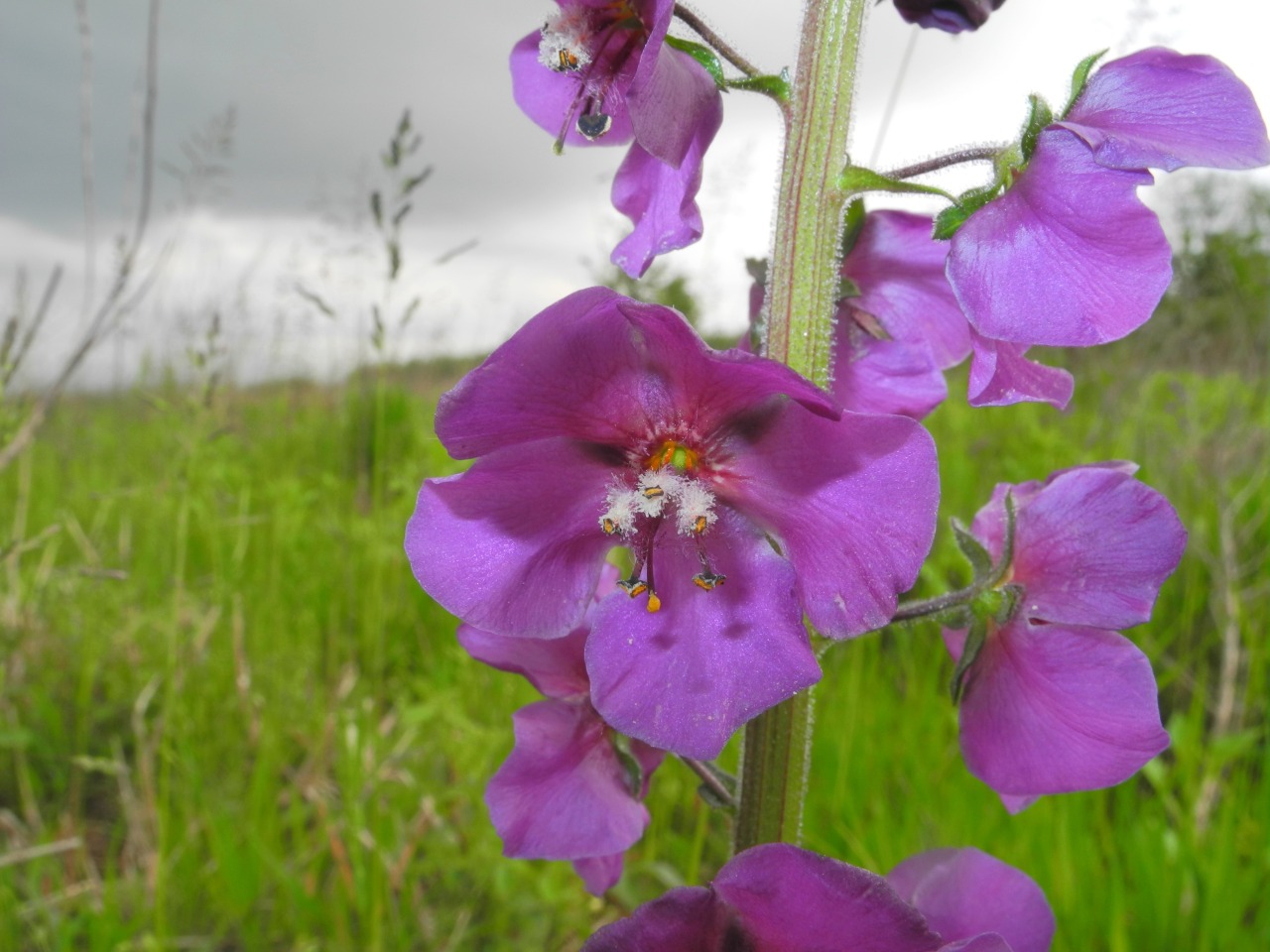 Verbascum phoeniceum albino