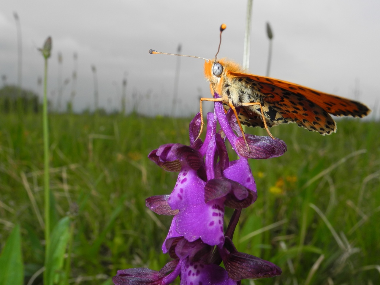 Quale farfalla? - Melitaea didyma