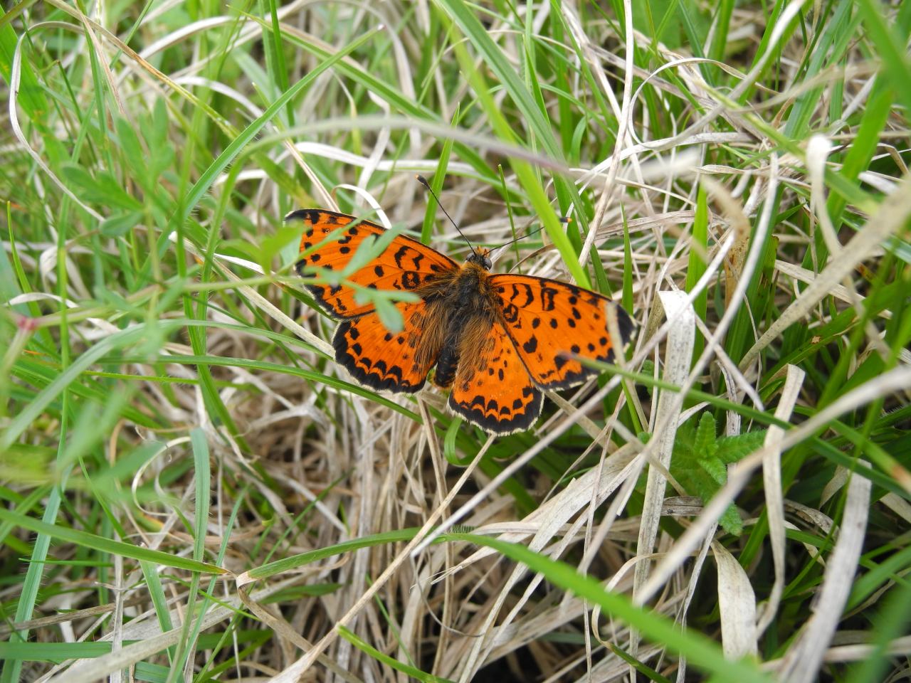 Quale farfalla? - Melitaea didyma